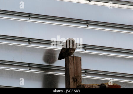 Petite chouette debout sur un poteau en bois Banque D'Images