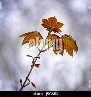 Un érable, tir fraîchement rendu fortement new golden red brown quitte au début de printemps contre un arrière-plan flou gris d'un ciel nuageux. Banque D'Images