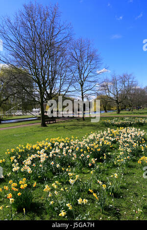 Fleurs de Printemps, Great Ouse River Embankment Bedford, dans la nuit ; la ville du comté de Bedfordshire, Angleterre, RU Banque D'Images