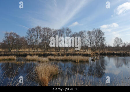 Blue Tree conservation of nature mirroring Frise orientale humide humide biotop fen Banque D'Images