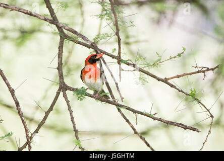 Weaver à tête rouge (Anaplectes rubriceps) dans Acacia dans le Nord de la Tanzanie Banque D'Images