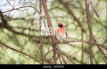 Weaver à tête rouge (Anaplectes rubriceps) dans Acacia dans le Nord de la Tanzanie Banque D'Images