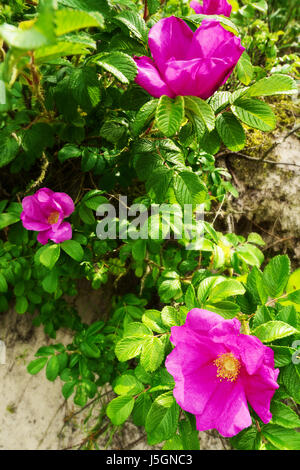 Fleurs roses d'escalade rosa canina arbuste, communément connue sous le nom de dog rose ou rose sauvage poussant sur des dunes au bord de la mer. Occidentale, la Pologne. Banque D'Images