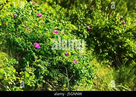 Rosa Canina arbuste en fleurs, communément appelé le chien rose. Fleurs rose de Wild rose poussant sur des dunes au bord de la mer. Occidentale, la Pologne. Banque D'Images