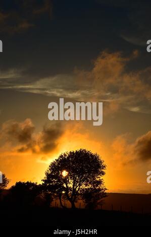 Pays de Galles Aberystwyth UK, le mercredi 17 mai 2017 Météo Royaume-uni : La lumière dorée du coucher de soleil derrière les arbres dans slhouetted le paysage près de l'ouest du pays de Galles à Aberystwyth crédit photo Keith Morris / Alamy live news Banque D'Images