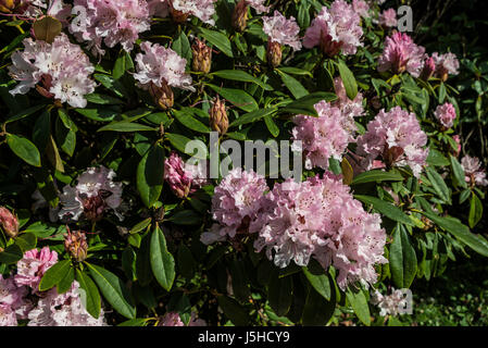 Rhododendron 'Christmas Cheer' en fleurs au printemps Banque D'Images