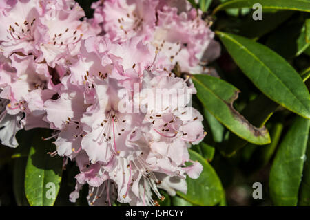 Rhododendron 'Christmas Cheer' en fleurs au printemps Banque D'Images