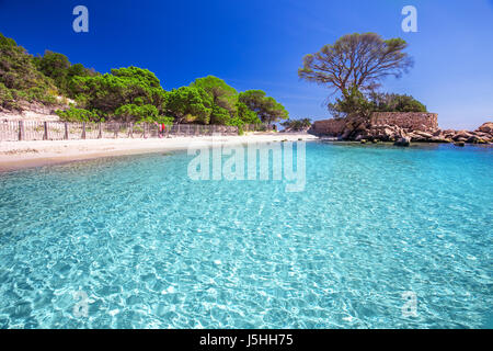 Pine Tree célèbre sur la plage de Palombaggia avec azure de l'eau claire et de sable sur la partie sud de la Corse, France Banque D'Images