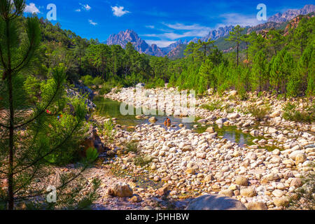 Pins dans les montagnes près de Col de Bavella Zonza ville, Corse, France, Europe. Banque D'Images