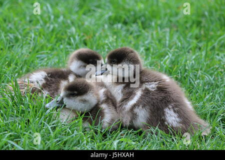 Egyptian goose, Alopochen aegyptiacus, poussins à Harewood House, UK Banque D'Images