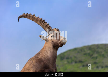 Libre homme Bouquetin des Alpes (Capra ibex) dans les montagnes des Alpes. Mont Blanc, France Banque D'Images