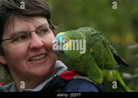 Femme oiseau coloré vert superbe aux couleurs multiples Banque D'Images