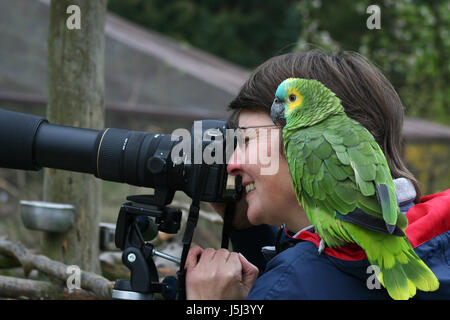 Femme oiseau coloré vert superbe aux couleurs multiples Banque D'Images