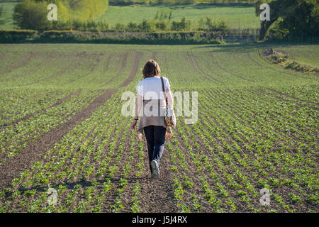 Femme marche à travers un champ de fève de semis sur une journée ensoleillée, Shropshire, au Royaume-Uni. Il pourrait représenter l'idée d'un nouveau départ, un nouveau départ. Banque D'Images