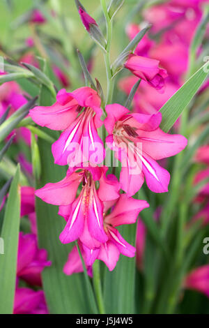 Gladiolus communis subsp. byzantinus des fleurs au printemps. Banque D'Images