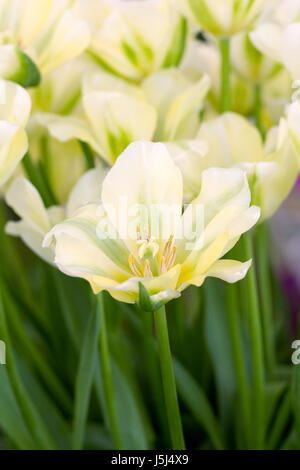 Tulipa viridiflora 'Spring green' des fleurs au printemps. Banque D'Images