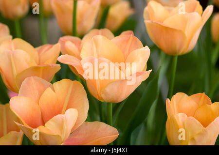 Tulipa 'Stunning Apricot' des fleurs au printemps. Banque D'Images