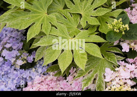 Fatsia japonica 'spider' du site Web. Aralia japonais spider's web' feuilles sur un affichage à un flower show. UK Banque D'Images