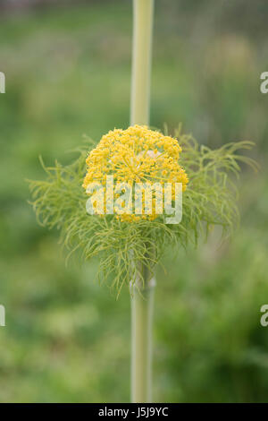 Ferula communis. Fenouil géant Banque D'Images