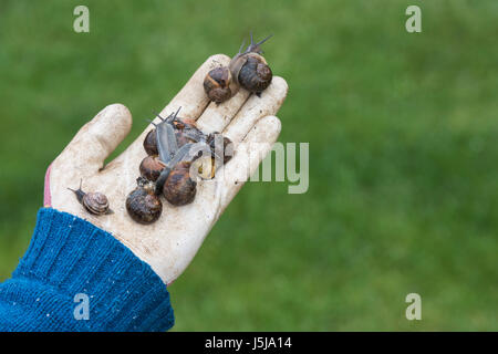 Cornu aspersum. Les escargots de jardin jardiniers dans une main. UK Banque D'Images