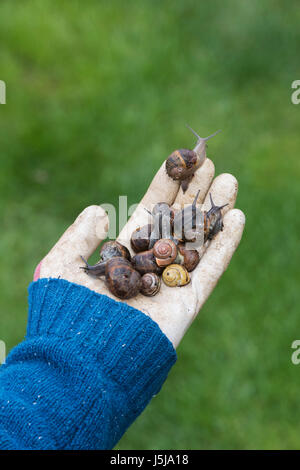 Cornu aspersum. Les escargots de jardin jardiniers dans une main. UK Banque D'Images