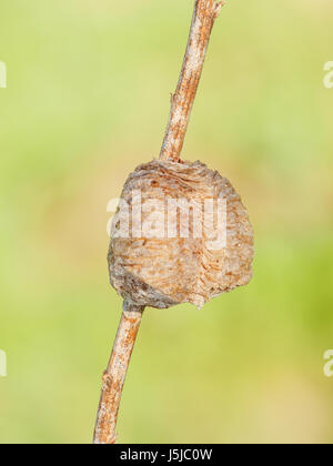 Une Mante religieuse chinoise (Tenodera sinensis sinensis) ootheca (masse) attaché à une tige de la plante. Banque D'Images