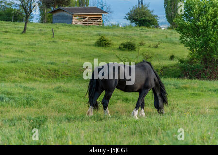 Cheval frison dans le pâturage. Superbe jument de cheval frison avec longue crinière. Banque D'Images