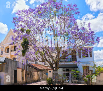 Dalat, Vietnam - Mars 28th, 2017 : la beauté de l'architecture temple Jacaranda fleurs fleurissent à côté exprime la pureté, la paix dans la porte de Bouddha Banque D'Images