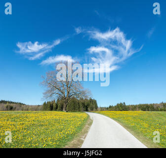 Sentier, route à travers de magnifiques fleurs de pissenlit prairie et grand arbre Banque D'Images