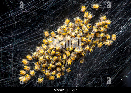 Énorme quantité de petites araignées noir-jaune, macro photo Banque D'Images