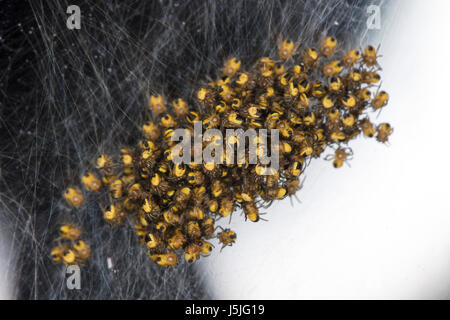 Énorme quantité de petites araignées noires-jaunes, Close up Banque D'Images