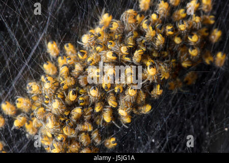 Énorme quantité de petites araignées noir-jaune Banque D'Images