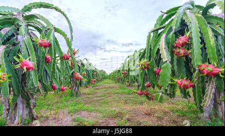 Jardins de récolter Dragon laden autant de nourriture vitamines Banque D'Images