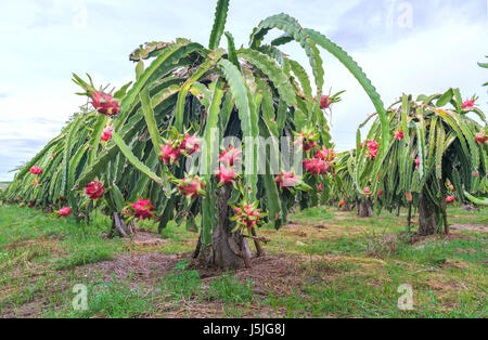 Jardins de récolter Dragon laden autant de nourriture vitamines Banque D'Images