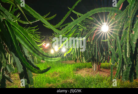 Jardins de récolter Dragon laden autant de nourriture vitamines Banque D'Images