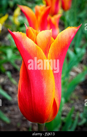 Close-up d'une orange et rouge tulip cannelés appelé 'Ballerina' en pleine floraison à l'extérieur. De plus en plus. Plus de tulipes Ballerina line up dans l'arrière-plan flou. Banque D'Images