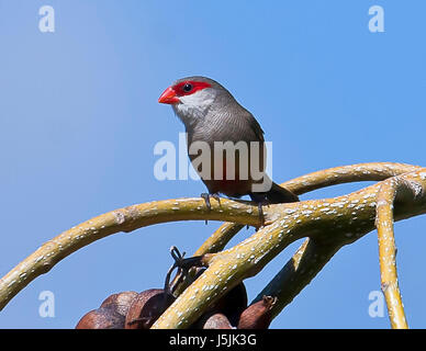 On Tree Branch Waxbill africains Banque D'Images