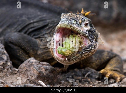 L'iguane terrestre mange un cactus. Les îles Galapagos. Océan Pacifique. Équateur. Banque D'Images