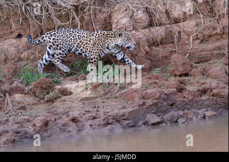 Les jeunes Jaguar (Panthera onca) marche sur une berge, Cuiaba river, Pantanal, Mato Grosso, Brésil Banque D'Images