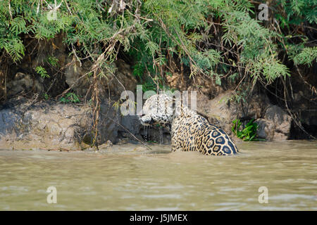 Homme Jaguar (Panthera onca) dans l'eau, Cuiaba river, Pantanal, Mato Grosso, Brésil Banque D'Images