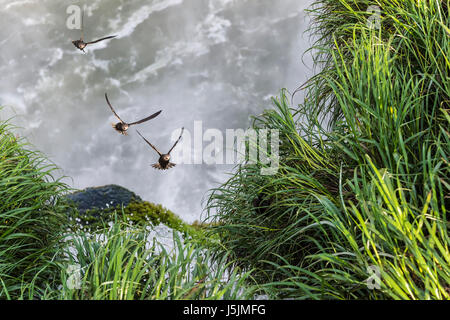 Grande Tache sombre (Cypseloides senex) Martinets voler autour du torrents de Iguazu, Foz do Iguaçu, l'Etat du Parana, Brésil Banque D'Images