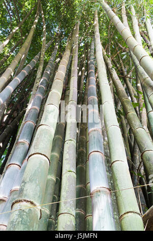 Cannes de bambou hautes, Mae Hong Son, Thaïlande Banque D'Images