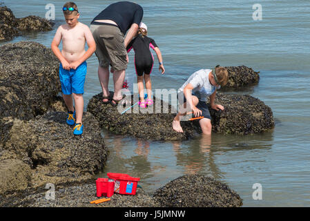 Les gens sur les rochers au bord de la mer, sur une journée ensoleillée à Herne Bay, Kent. Les familles sont à la recherche des crabes dans les rochers. Banque D'Images