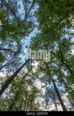 De voir le ciel avec les nuages à la recherche du sol Banque D'Images