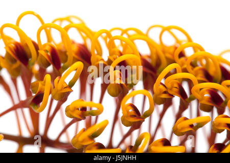 Fleurs de Grevillea robusta, soie, chêne isolé sur fond blanc Banque D'Images