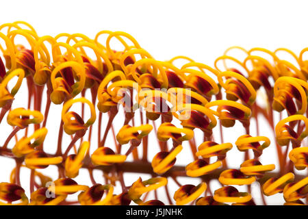 Fleurs de Grevillea robusta, soie, chêne isolé sur fond blanc Banque D'Images