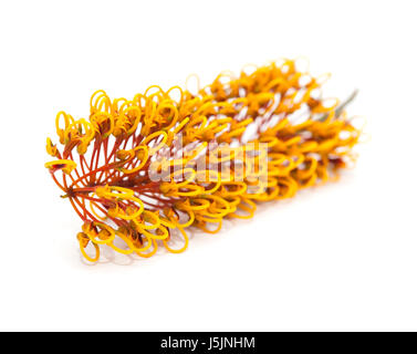 Fleurs de Grevillea robusta, soie, chêne isolé sur fond blanc Banque D'Images