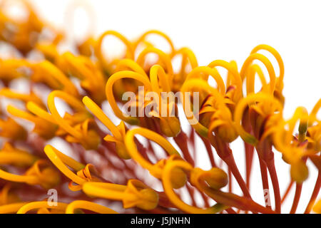 Fleurs de Grevillea robusta, soie, chêne isolé sur fond blanc Banque D'Images