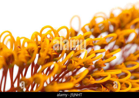 Fleurs de Grevillea robusta, soie, chêne isolé sur fond blanc Banque D'Images