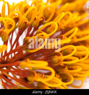 Fleurs de Grevillea robusta, soie, chêne isolé sur fond blanc Banque D'Images